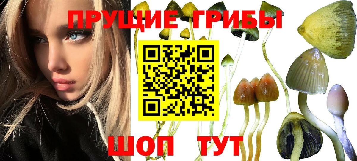 Владивосток  Псилоцибиновые грибы Psilocybe  Вход с VPN  Галлюциногенные грибы мицелий 